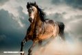 La Nota Curiosa: Los primeros caballos de América