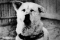 Increíbles historias de lealtad canina: la fidelidad de Hachikō