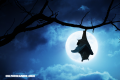 La Nota Curiosa: ¿Los murciélagos tienen fobia a la luz de la luna?