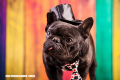 20 curiosidades sobre los perros