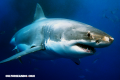Fobias: «Selacofobia» miedo a los tiburones