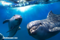 Delfines, perros y elefantes poseen inteligencia tanto o más capaz que la de los primates