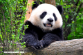 Cosas fascinantes que no sabías sobre los osos pandas (+Fotos)
