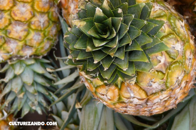 10 beneficios de la piña o ananá (+Video) – culturizando.com | Alimenta ...