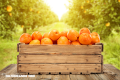 10 beneficios de las naranjas (+Video)