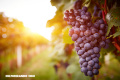 10 beneficios de las uvas (+Video)