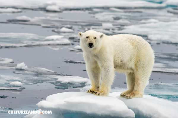 Oso polar  Datos, fotos y más sobre Oso polar