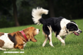 La Nota Curiosa: ¿Por qué los perros se huelen la cola?