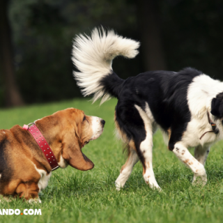 ¿Por qué los perros se huelen la cola?