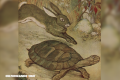La Nota Curiosa: ¿Quién escribió La liebre y la tortuga?