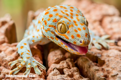 Curiosa naturaleza: Los Geckos
