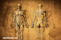 Test: ¿Cuánto sabes de anatomía?