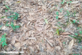 Nuevo reto visual: ¿Dónde está la serpiente?