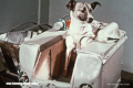 La trágica historia de Laika, la primera perrita que fue al espacio