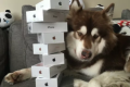Leer para creer: Coco, el perro con ocho iPhone 7