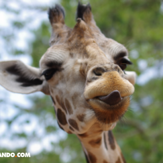 ¿Cómo duerme una jirafa?