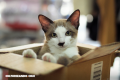 ¿Por qué los gatos aman las cajas de cartón? La ciencia lo descubrió
