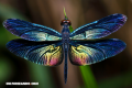 Una trivia escurridiza: Insectos y sus curiosidades