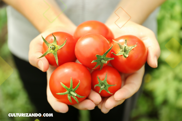 7 maravillosos beneficios de los tomates