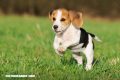 Trivia: ¿Puedes saber de qué raza de perros se trata con solo una foto?