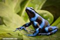 5 datos sobre las ranas dardo venenosas