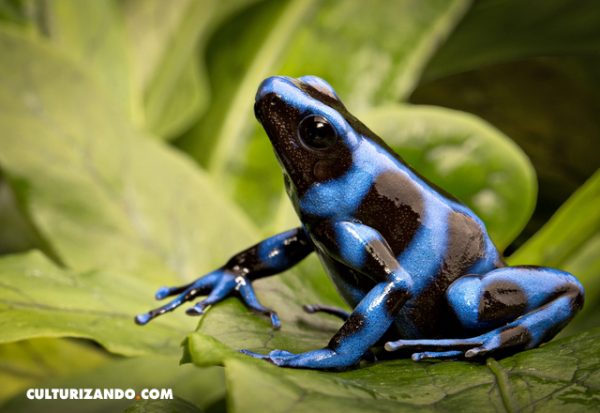 5 datos sobre las ranas dardo venenosas