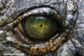 Teorías Conspirativas: ¿Los reptilianos nos dominan?