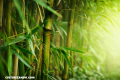 El helecho y el bambú: Una fábula de paciencia