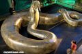La ‘Titanoboa’, la serpiente más grande de la historia