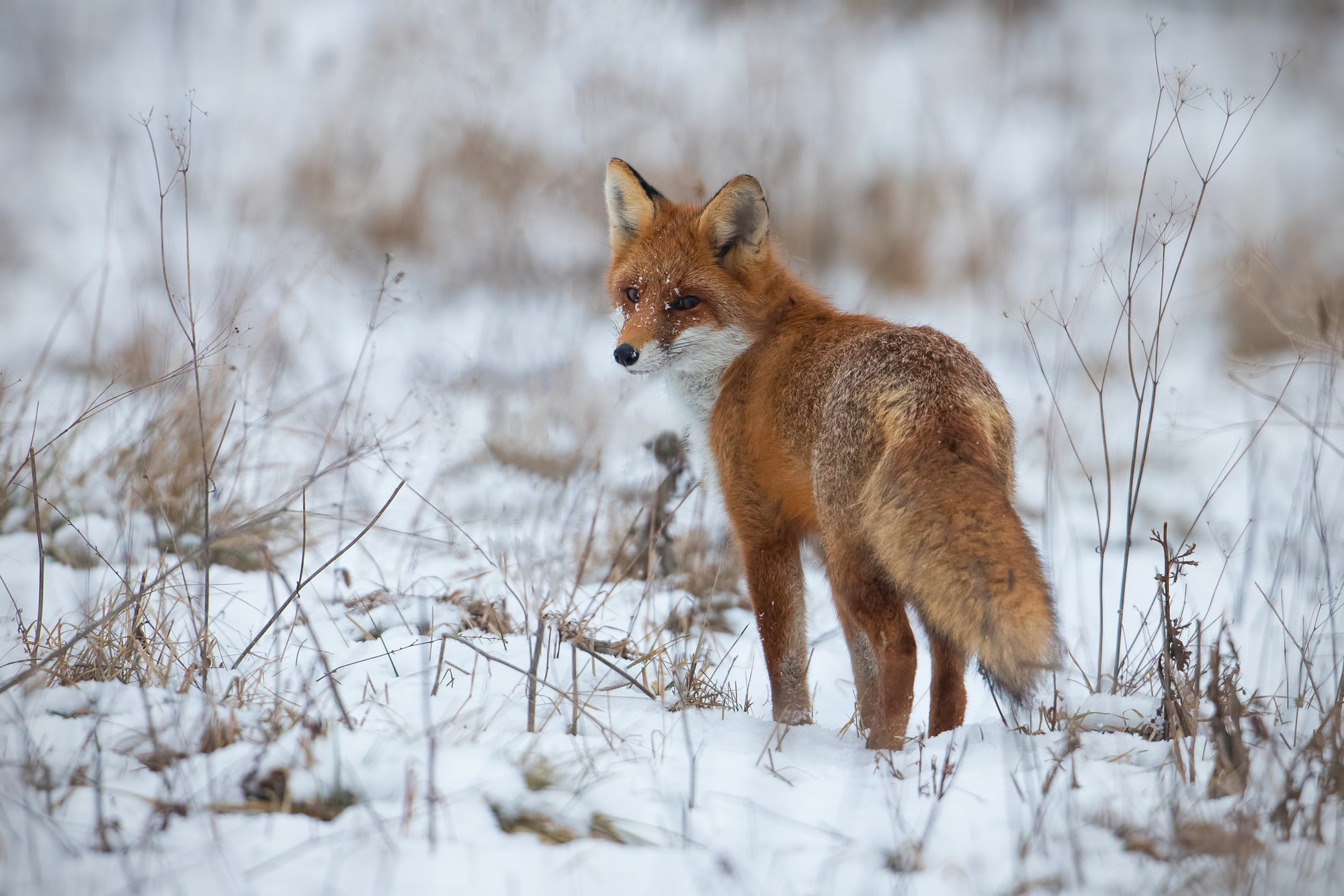 Red fox, vulpes vulpes, on snow in winter