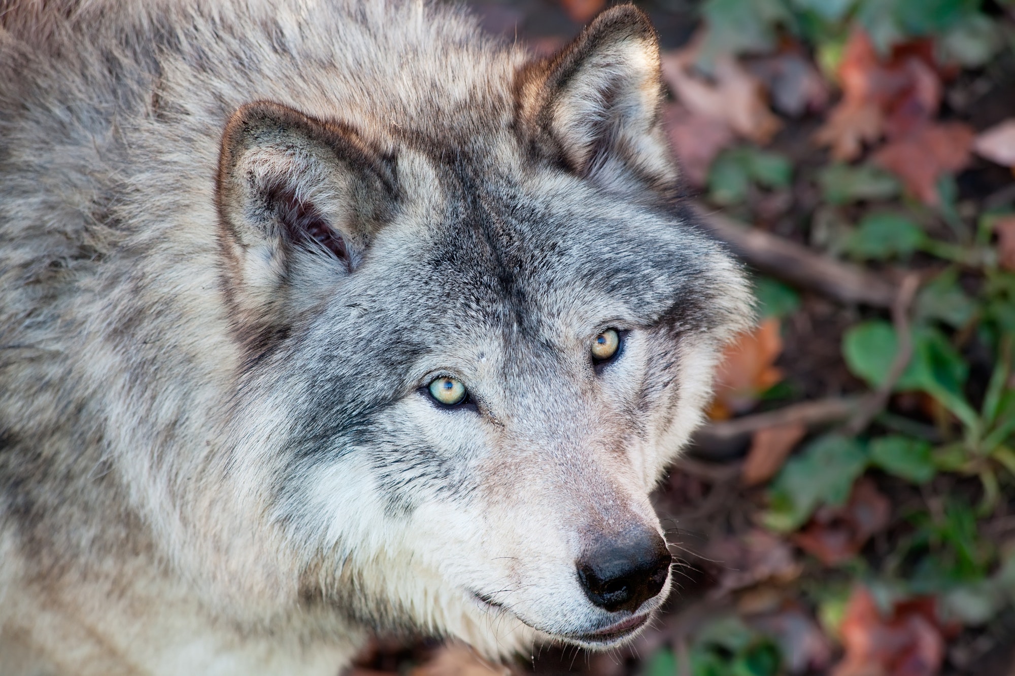 Gray Wolf Closeup
