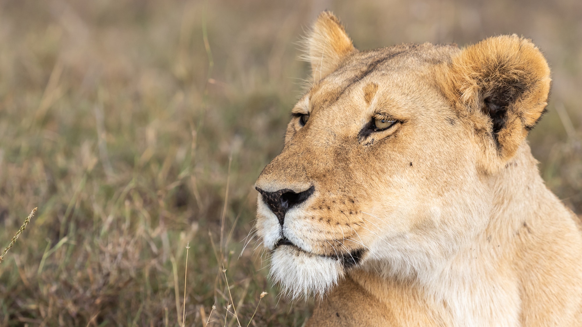 lion in african national park