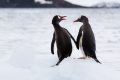 Curiosidades que no sabías de los pingüinos