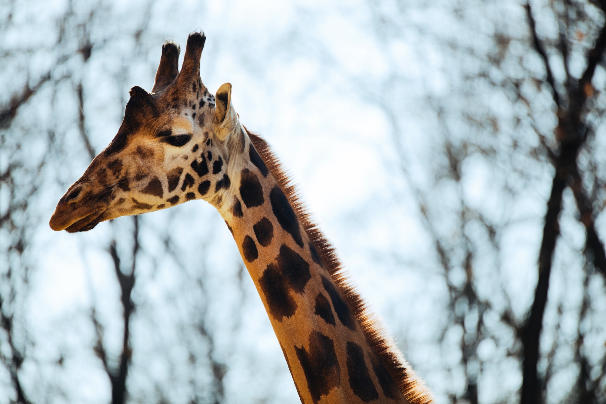Beautiful giraffe head and neck