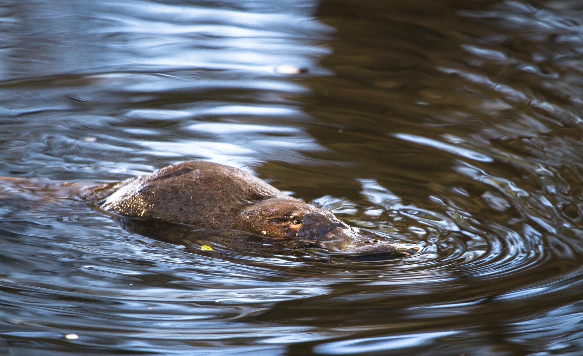 Duck-billed Platypus in the Water in Tasmania