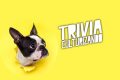 ¿Eres amante de los animales? Con esta trivia conocerás si sabes lo suficiente…
