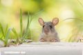 Algunos animales pueden identificar el ritmo musical