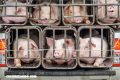 Alerta sin alarma: qué hacer frente al virus porcino con ‘potencial pandémico’ detectado en China