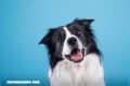¿Es verdad que los perros solo ven en blanco y negro?