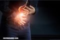 El «otro cerebro»: las neuronas que mueven nuestras tripas