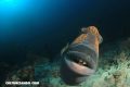 El pez gatillo: la especie con dientes similares a los humanos