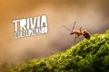 ¿Cuánto sabes de las hormigas? ¡Resuelve esta trivia!