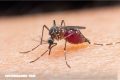 ¿Por qué los mosquitos nos eligieron como víctimas hace miles de años?