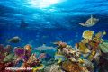 El mar podría aportar la cuarta parte de la alimentación mundial para 2050