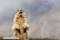 Las marmotas se comunican mediante dialectos