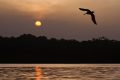 La hidra del río Orinoco: ¿conoces esta leyenda indígena?