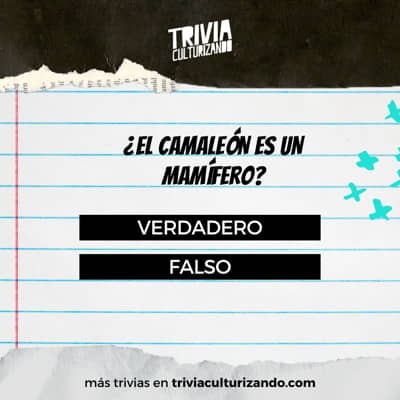 ¿Por qué los camaleones cambian de color?