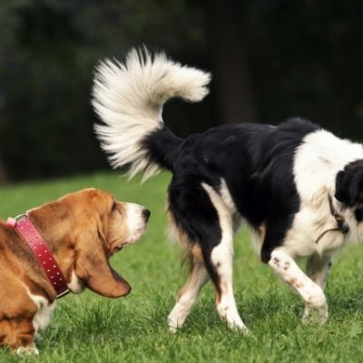 ¿Por qué los perros se huelen la cola?