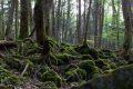 Los secretos del bosque Aokigahara, un lugar marcado por la muerte