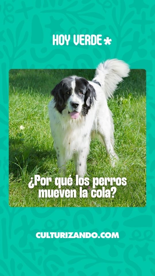 ¿Por qué los perros mueven la cola?